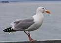 Larus argentatus